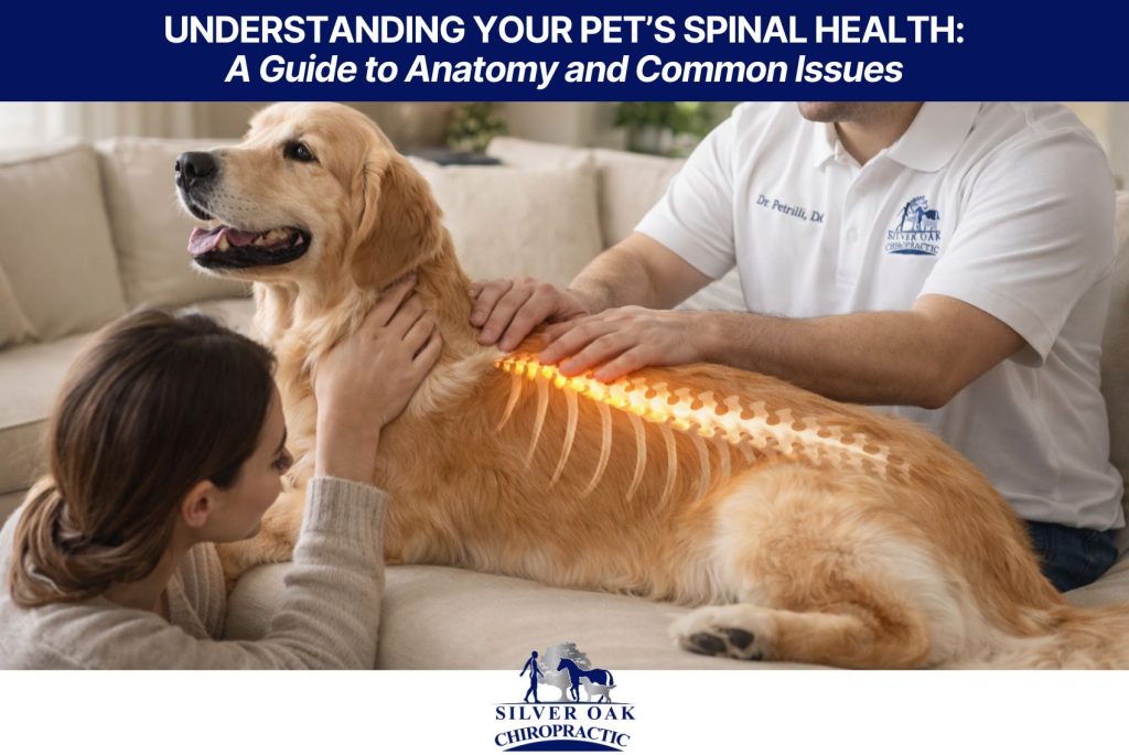 Understanding Your Pet’s Spinal Health A Guide to Anatomy and Common Issues
