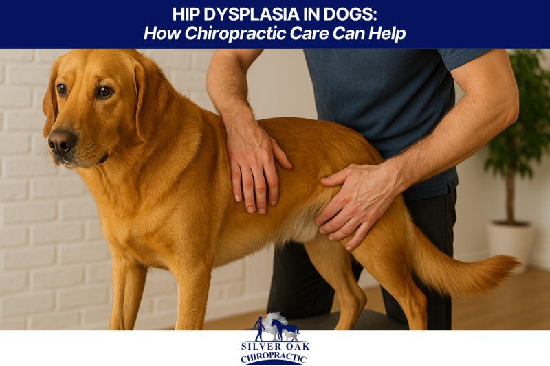Hip Dysplasia in Dogs: How Chiropractic Care Can Help
