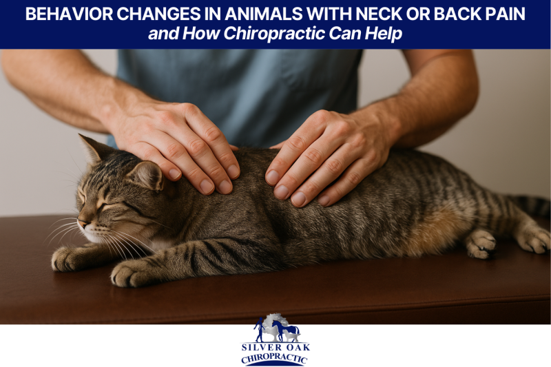 Behavior Changes in Animals with Neck or Back Pain and How Chiropractic Can Help